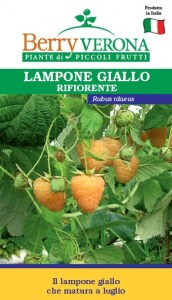 lampone rifiorente Giallo che matura a luglio3